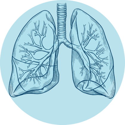 Anatomische Illustration der menschlichen Lunge mit Luftröhre und Bronchialverzweigungen.